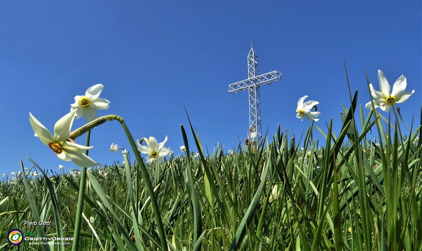 56 La croce ...tra i narcisi ! .JPG